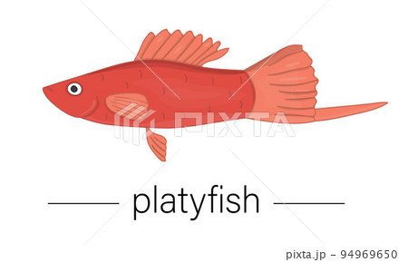 Vector colored illustration of aquarium fish. Cute picture of platyfish for pet shops or children illustration 94969650