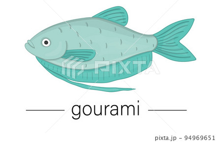 Vector colored illustration of aquarium fish. Cute picture of gourami for pet shops or children illustration 94969651