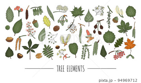 Vector set of colored tree elements isolated on white background. Colorful pack of birch, maple, oak, rowan, chestnut, hazel, linden, alder, aspen, elm, poplar, willow, walnut, ash leaves. Cartoon Vector set of colored tree elements isolated on white background. Colorful pack of birch, maple, oak, rowan, chestnut, hazel, linden, alder, aspen, elm, poplar, willow, walnut, ash leaves. Cartoon 94969712
