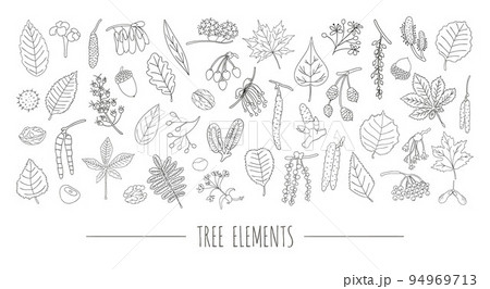 Vector set of black and white tree elements isolated on white background. Colorful pack of birch, maple, oak, rowan, chestnut, hazel, linden, alder, aspen, elm, poplar, willow, walnut, ash leaves. 94969713