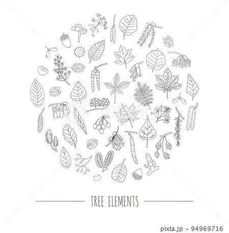Vector set of black and white tree elements isolated on white background framed in circle. Line drawing of birch, maple, oak, rowan, chestnut, hazel, linden, alder, aspen, elm, poplar, willow, walnut, 94969716