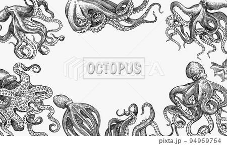 Sea octopus Background. Engraved hand drawn in old sketch, vintage creature. Nautical or marine Sea octopus Background. Engraved hand drawn in old sketch, vintage creature. Nautical or marine 94969764