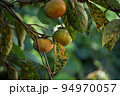 柿の季節、秋 94970057