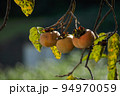 柿の季節、秋 94970059