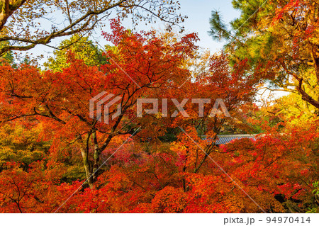 京都東山の秋 紅葉の東福寺(早朝特別拝観) 洗玉澗 京都東山の秋 紅葉の東福寺(早朝特別拝観) 洗玉澗 94970414