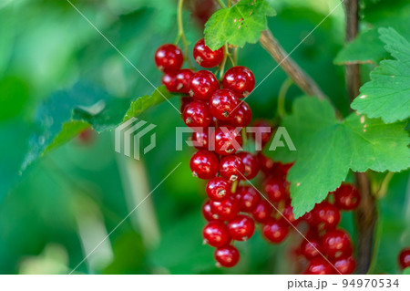 Berries of red currant close-up. Berries of red currant close-up. 94970534