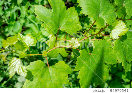 Young vine leaves illuminated by the bright sun 94970541