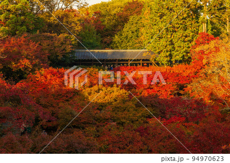 京都東山の秋　紅葉の東福寺（早朝特別拝観）　通天橋からの眺望 94970623