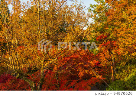 京都東山の秋 紅葉の東福寺(早朝特別拝観) 京都東山の秋 紅葉の東福寺(早朝特別拝観) 94970626