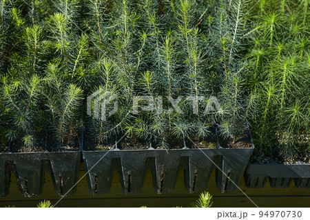 very small seedlings of coniferous trees grow in containers and are ready for further planting 94970730