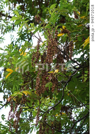 シナサワグルミの熟した実 シナサワグルミの熟した実 94971018