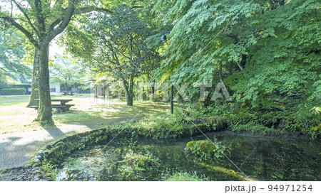 新緑・青もみじの打吹公園（倉吉市） 94971254