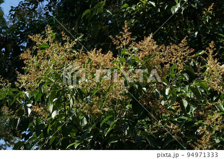 花が咲き終わった直後のトウネズミモチ 94971333