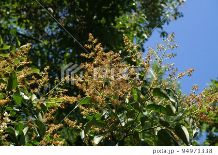 花が咲き終わった直後のトウネズミモチ 94971338