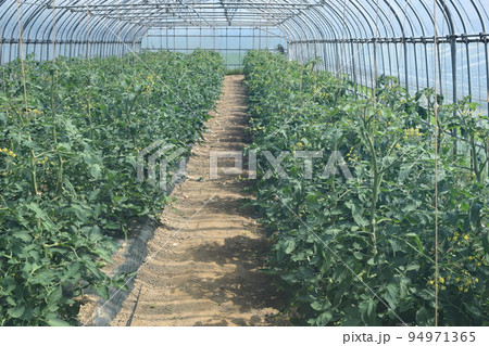 ミニトマトのビニールハウス栽培 94971365