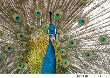 羽を広げた孔雀 94971565