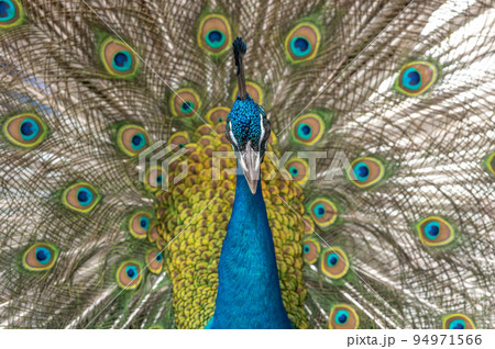 羽を広げた孔雀 羽を広げた孔雀 94971566