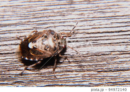 ナカボシカメムシ 94972140