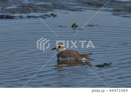 メダイチドリ 94972364