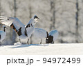 粉雪を蹴散らしながら着陸するタンチョウ（北海道・鶴居） 94972499