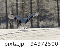 粉雪を蹴散らしながら着陸するタンチョウ（北海道・鶴居） 94972500