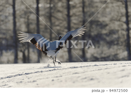 粉雪を蹴散らしながら着陸するタンチョウ(北海道・鶴居) 粉雪を蹴散らしながら着陸するタンチョウ(北海道・鶴居) 94972500
