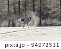粉雪を蹴散らしながら着陸するタンチョウ（北海道・鶴居） 94972511