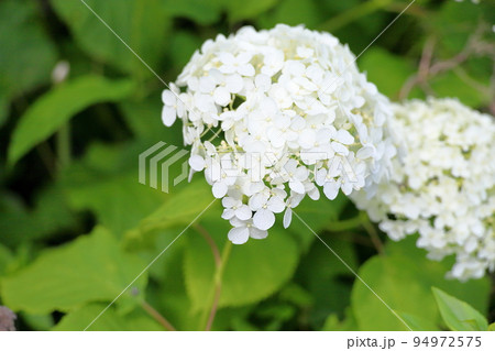 アナベルの花 94972575