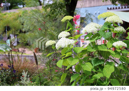 アナベルの花 アナベルの花 94972580