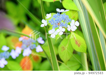ガクアジサイの花 94972583