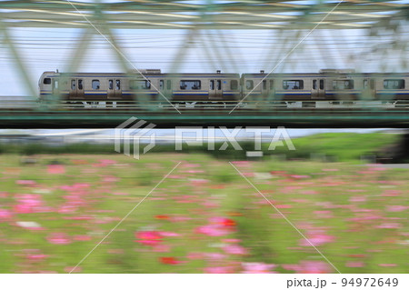 コスモスが咲く河川敷を走り抜けるE217系電車の快速列車_2022/9/17撮影 94972649