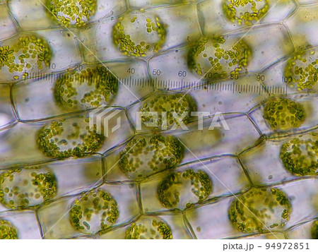オオカナダモの原形質分離アップ オオカナダモの原形質分離アップ 94972851