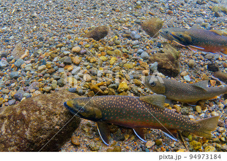 然別湖のミヤベイワナ 94973184