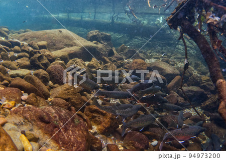 然別湖のミヤベイワナ 94973200