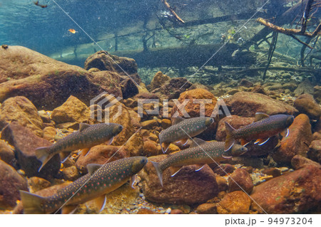 然別湖のミヤベイワナ 然別湖のミヤベイワナ 94973204
