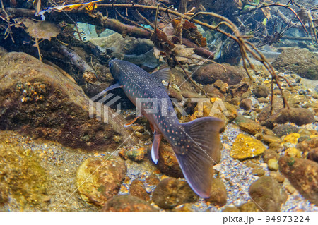然別湖のミヤベイワナ 然別湖のミヤベイワナ 94973224