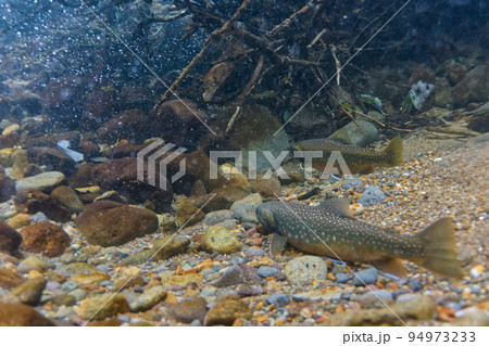 然別湖のミヤベイワナ 94973233