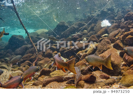 然別湖のミヤベイワナ 然別湖のミヤベイワナ 94973250