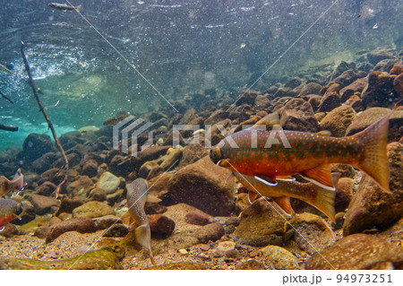 然別湖のミヤベイワナ 然別湖のミヤベイワナ 94973251