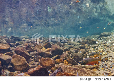 然別湖のミヤベイワナ 94973264