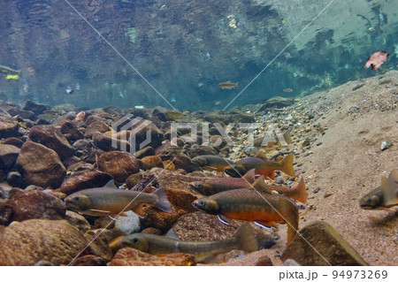 然別湖のミヤベイワナ 94973269