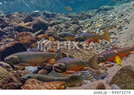 然別湖のミヤベイワナ 94973270