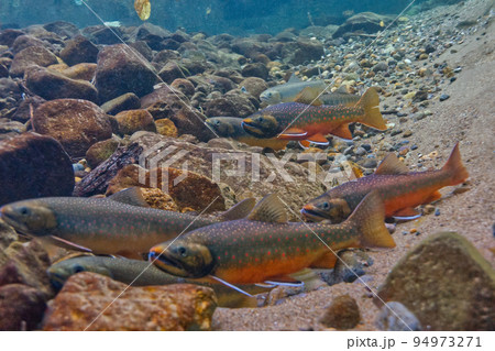 然別湖のミヤベイワナ 94973271