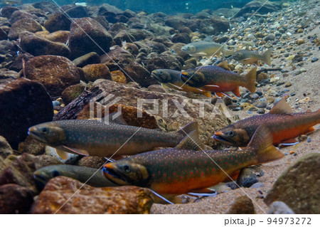 然別湖のミヤベイワナ 94973272