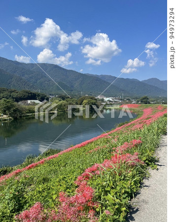 津屋川の彼岸花群生 津屋川の彼岸花群生 94973294