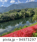 彼岸花群生 94973297
