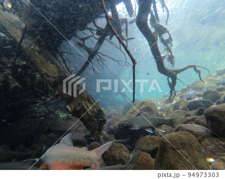 然別湖のミヤベイワナ 然別湖のミヤベイワナ 94973303