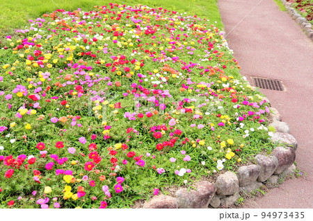 マツバボタンの花 マツバボタンの花 94973435