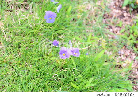 ビオラの花 ビオラの花 94973437