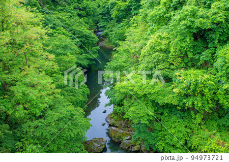 秩父さくら湖　浦山ダム　ダム下　浦山川　新緑の風景 94973721